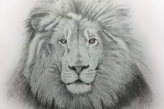 lion1